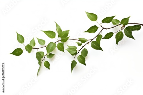 Isolated Green Leaves on Branch: White Background for Clean and Fresh Nature Aesthetics