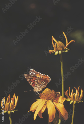 Butterfly on yellow daisy