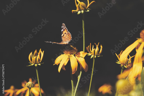 Butterfly on yellow daisy