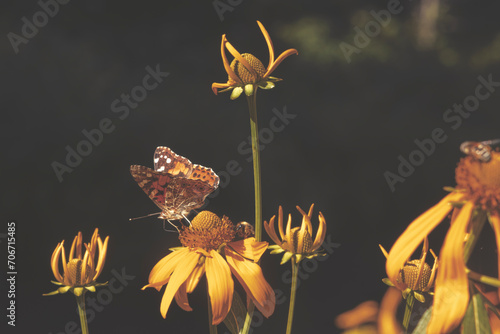 Butterfly on yellow daisy