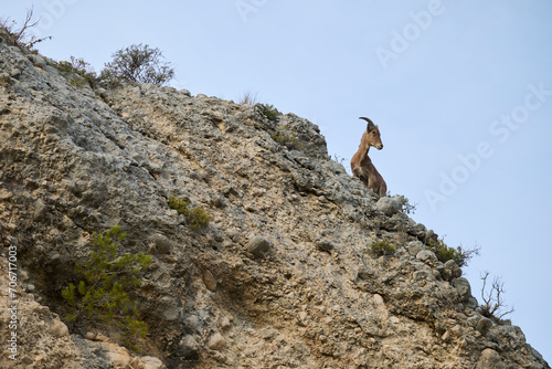 From below of barbary sheep stands atop a steep rocky outcrop showcasing its natural agility and climbing ability