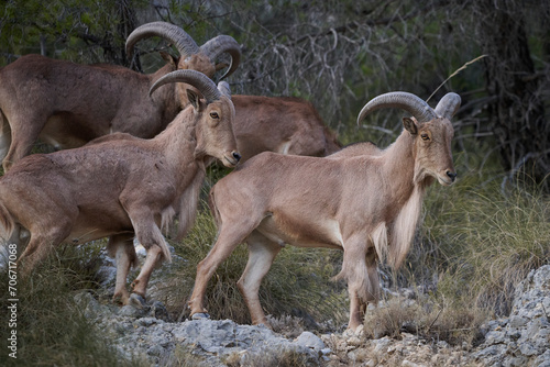 Side view of herd of Barbary sheep cluster on a rugged mountainside demonstrating their climbing prowess photo