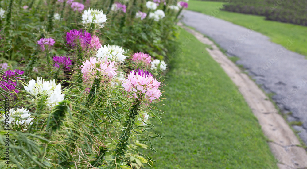 Obraz premium Cleome spinosa flower in the park