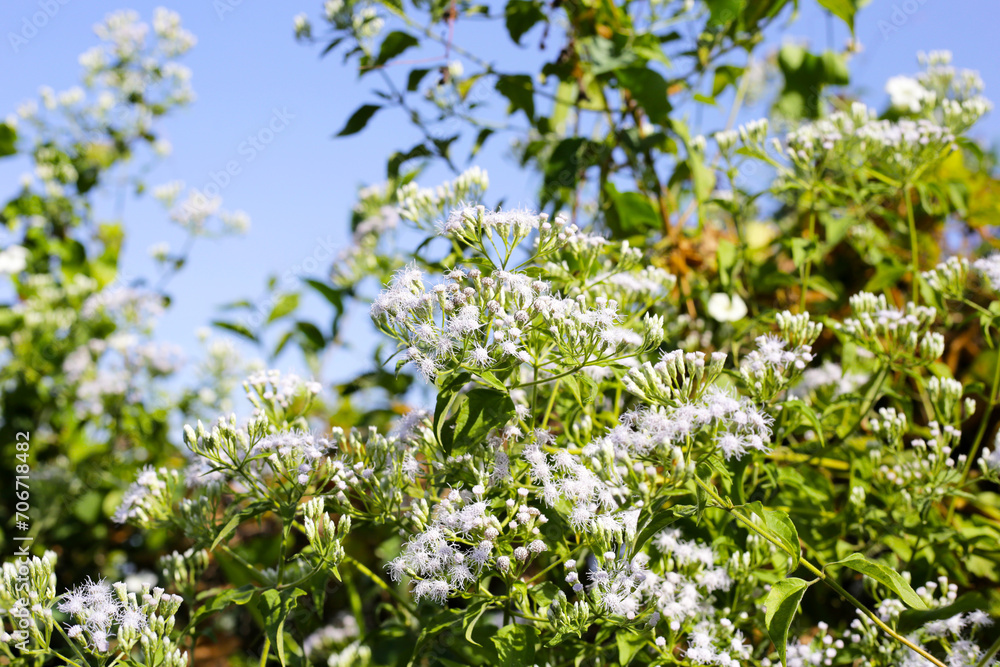 White flower of chromolaena odorata plant White flower of chromolaena odorata plant