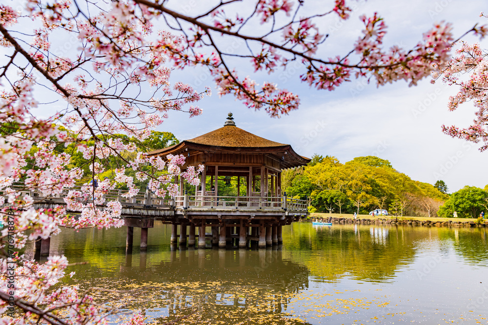 Naklejka premium 奈良公園 桜満開と浮御堂