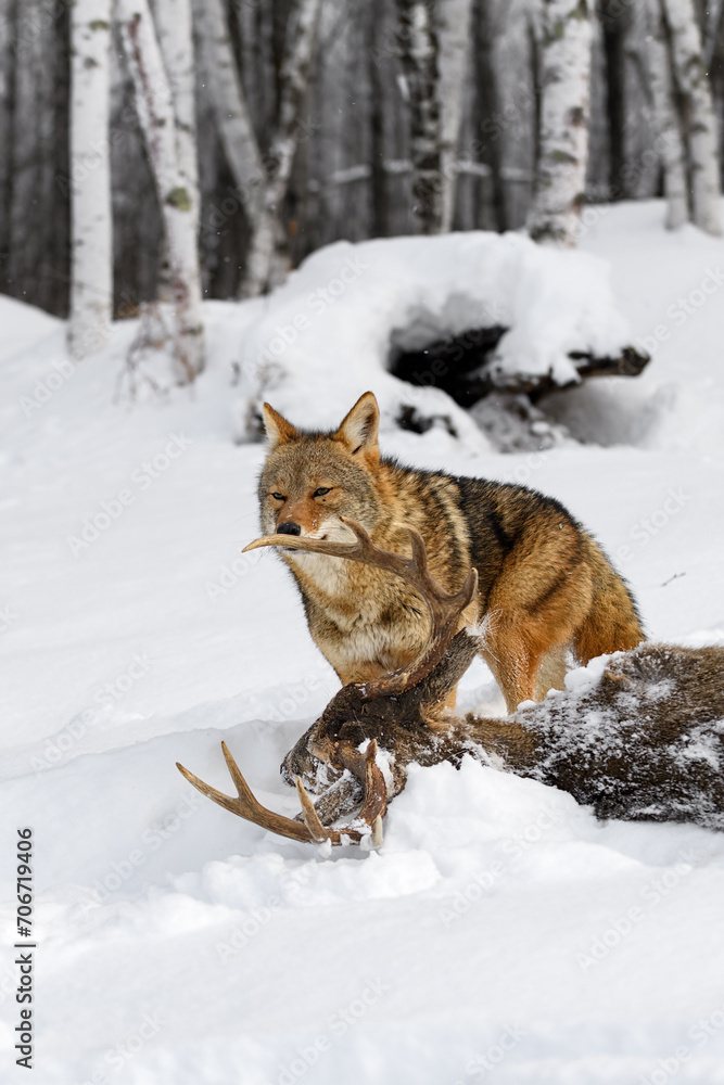 Coyote (Canis latrans) Sniffs at Antler of White-Tail Deer Winter
