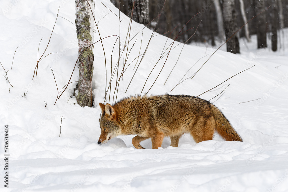 Coyote (Canis latrans) Walks Left Nose Down Winter