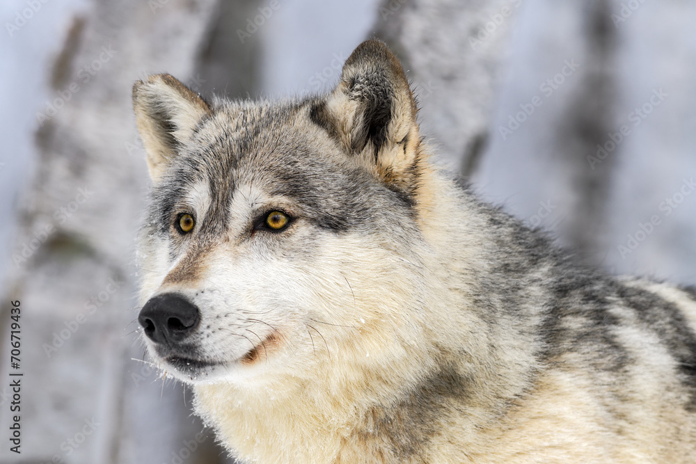 Grey Wolf (Canis lupus) Looks Left Head Close Up Winter