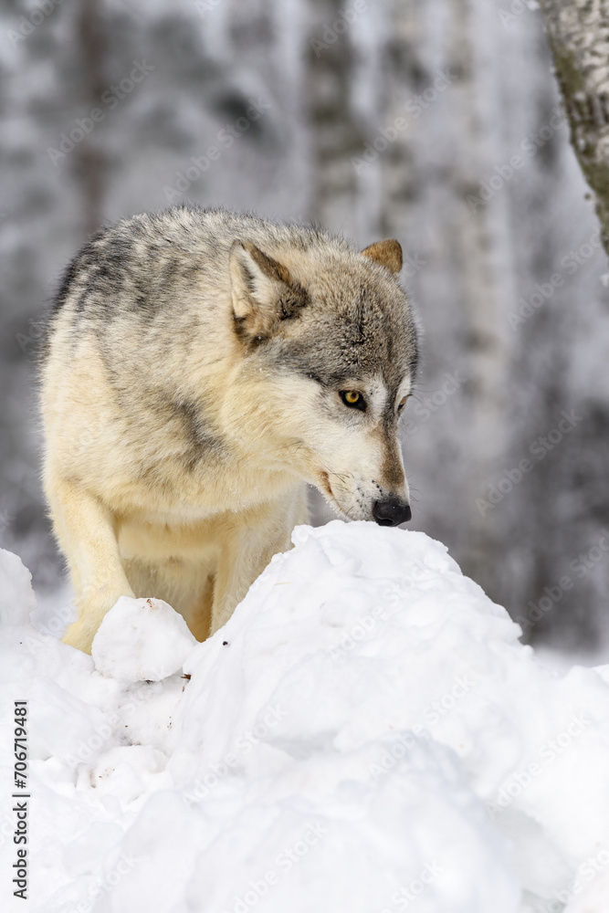 Grey Wolf (Canis lupus) Nose to Mound of Snow Winter