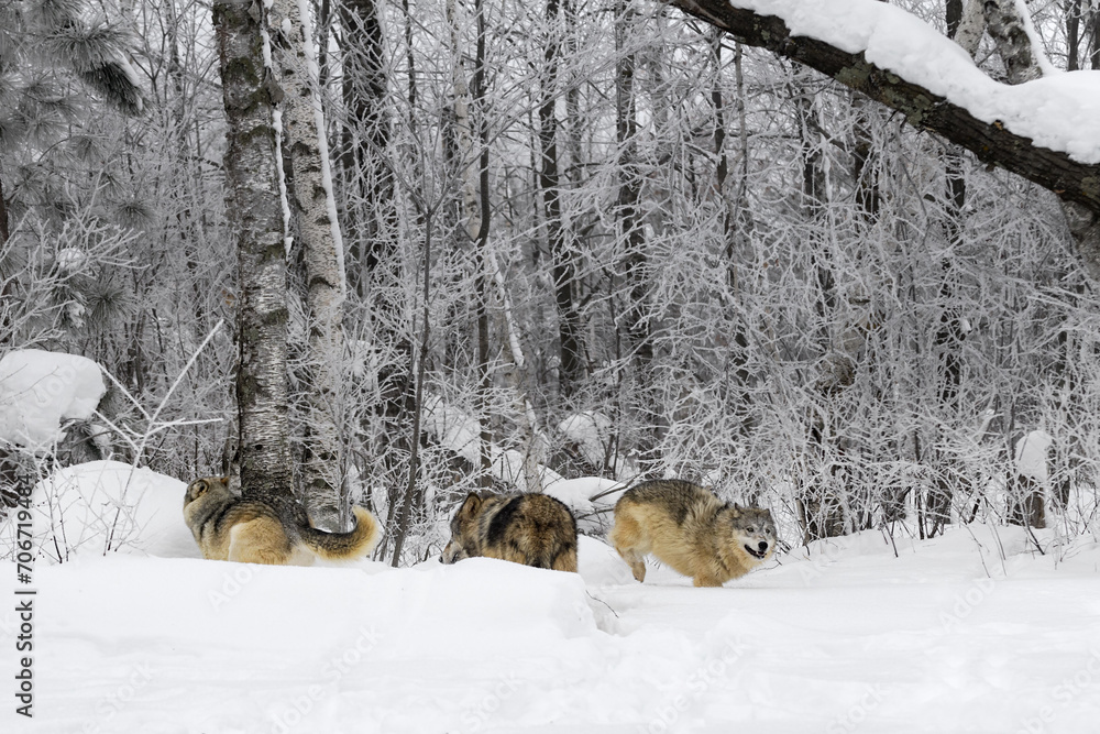 Grey Wolf (Canis lupus) Packs Moves and Runs Along Edge of Frosty Forest Winter