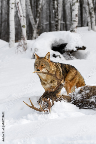 Coyote (Canis latrans) Sniffs at Antler of White-Tail Deer Winter © geoffkuchera