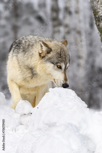 Obraz na płótnie Grey Wolf (Canis lupus) Nose to Mound of Snow Winter w salonie