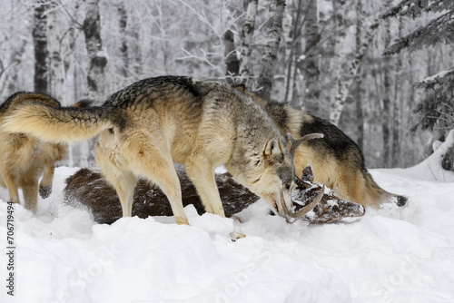 Grey Wolves (Canis lupus) Move Around Body of White-Tail Deer Winter © geoffkuchera