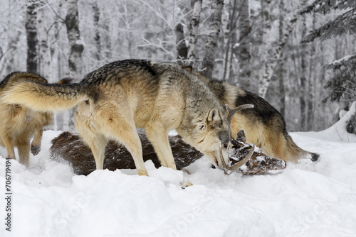 Obraz na płótnie Grey Wolves (Canis lupus) Move Around Body of White-Tail Deer Winter w salonie