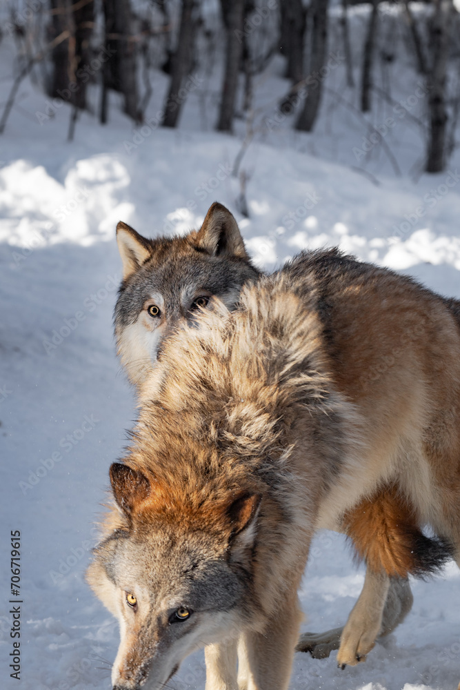 Grey Wolf (Canis lupus) Looks Over Back of Packmate Winter