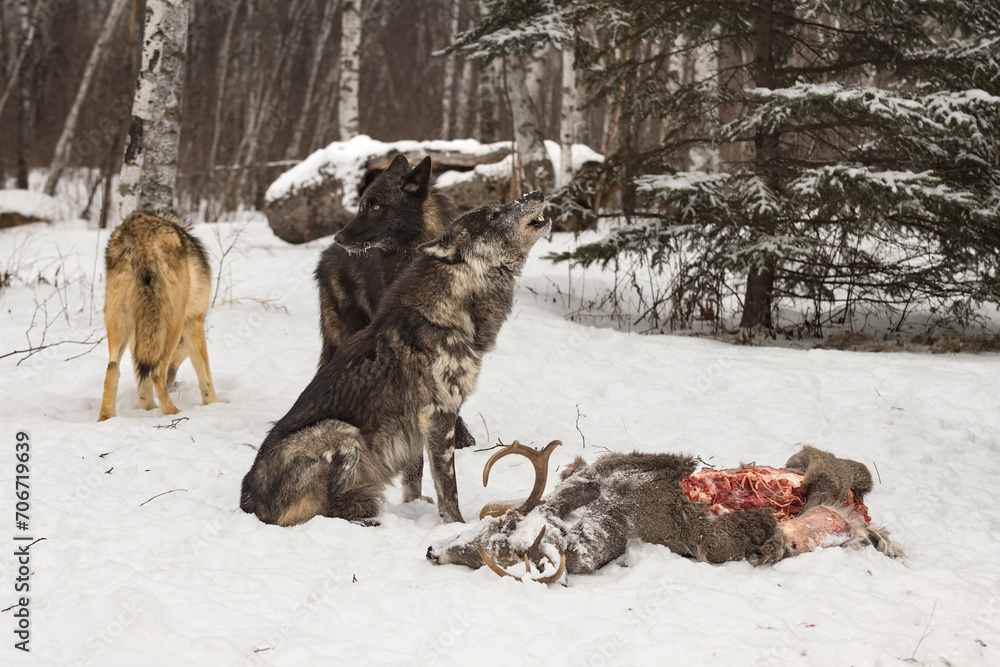 Grey Wolf (Canis lupus) Howls Over Body of Deer with Pack Nearby Winter