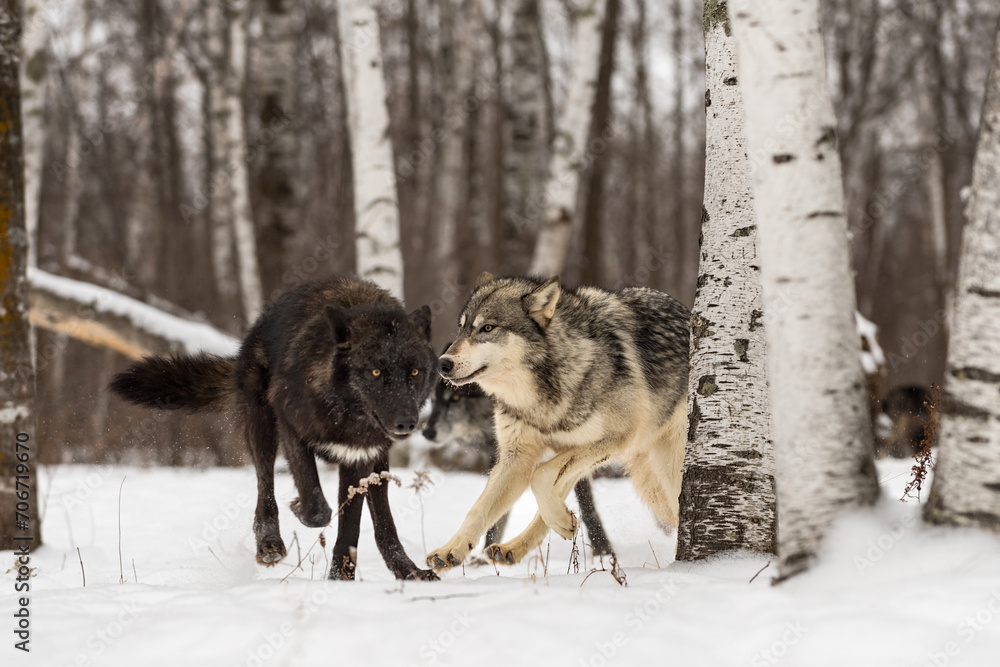 Grey Wolves (Canis lupus) Run About in Birch Forest Winter