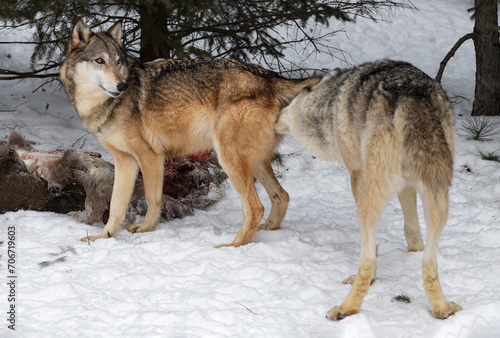 Grey Wolf  Canis lupus  Sniffs Under Tail of Female Packmate Winter