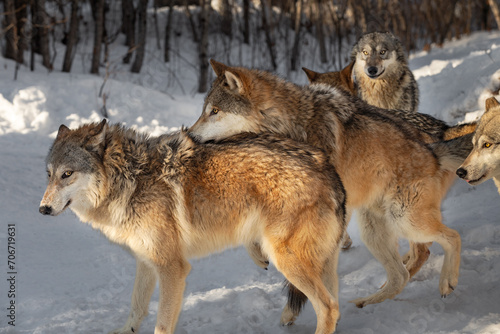 Grey Wolf (Canis lupus) Attempts to Mount Female Packmate Winter © geoffkuchera