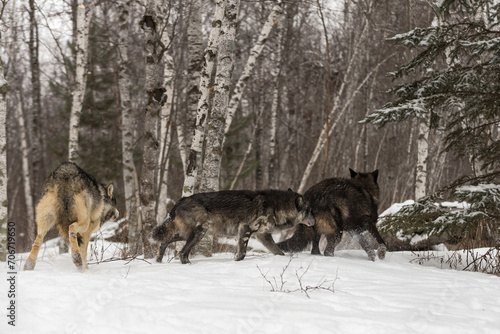 Grey Wolves (Canis lupus) Chase Each Other Away From Viewer Winter © geoffkuchera