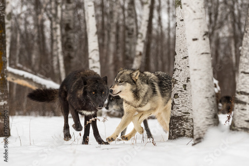 Grey Wolves (Canis lupus) Run About in Birch Forest Winter © geoffkuchera