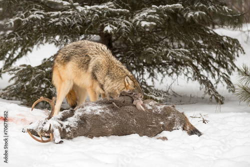 Grey Wolf (Canis lupus) Face in Body of White-Tail Deer Body Winter © geoffkuchera