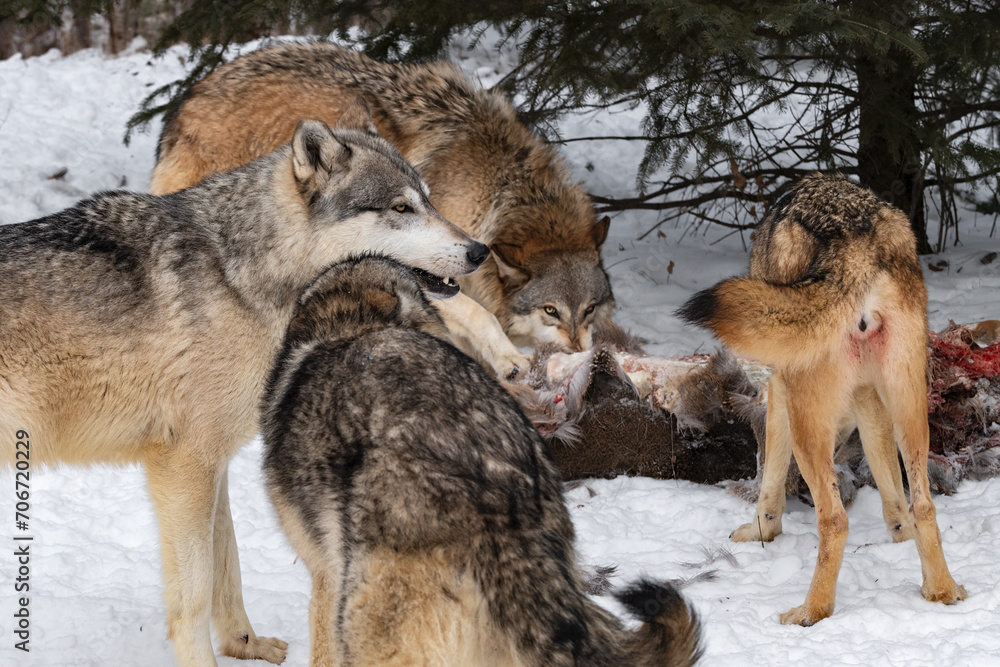 Grey Wolves (Canis lupus) Around Body of White-Tail Deer Winter