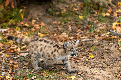 Cougar Kitten (Puma concolor) Walks Right Across Ground Tail Out Autumn © geoffkuchera