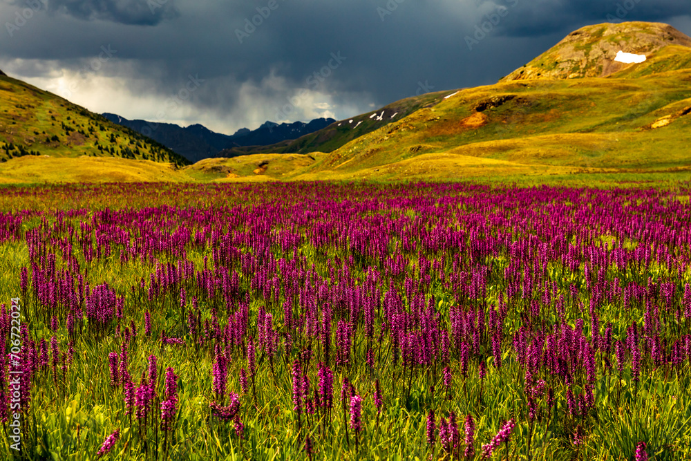 Fototapeta premium Wildflowers at High Elevation
