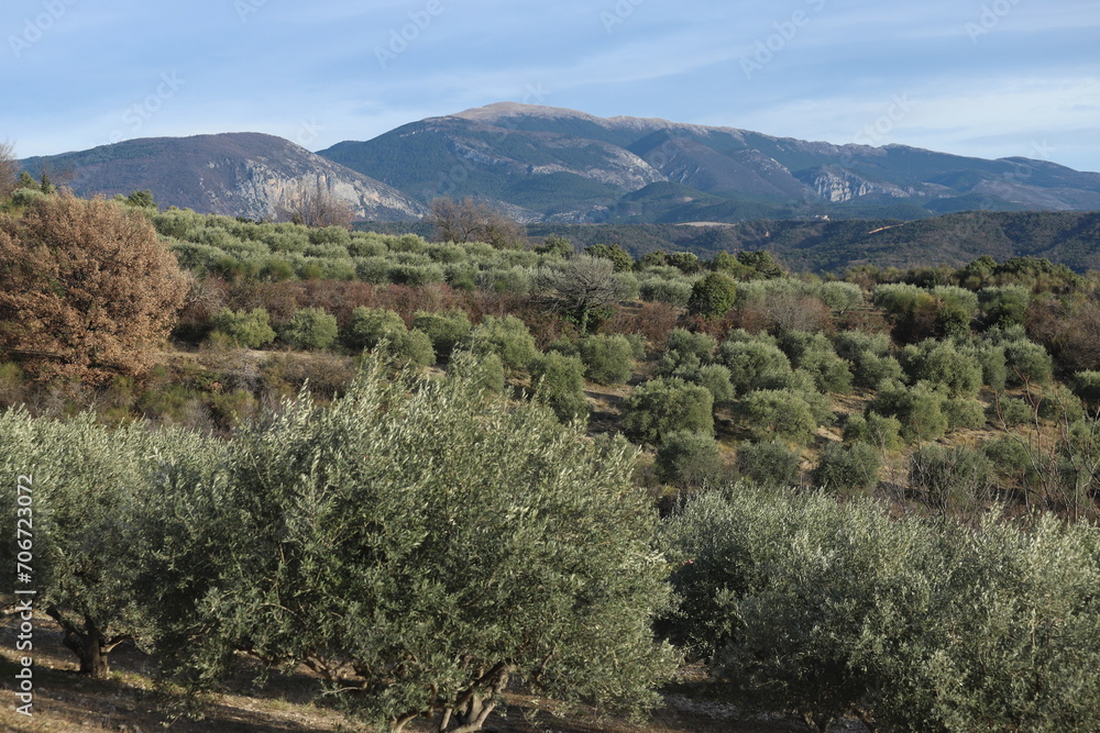oliveraie de Haute Provence