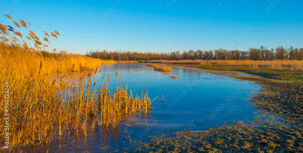 Reed along the edge of a frozen lake below a blue sky in sunlight at sunrise in winter, Almere, Flevoland, The Netherlands, January 10, 2024 Reed along the edge of a frozen lake below a blue sky in sunlight at sunrise in winter, Almere, Flevoland, The Netherlands, January 10, 2024