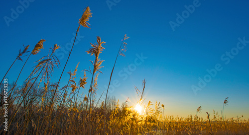 Reed along the edge of a frozen lake below a blue sky in sunlight at sunrise in winter  Almere  Flevoland  The Netherlands  January 10  2024