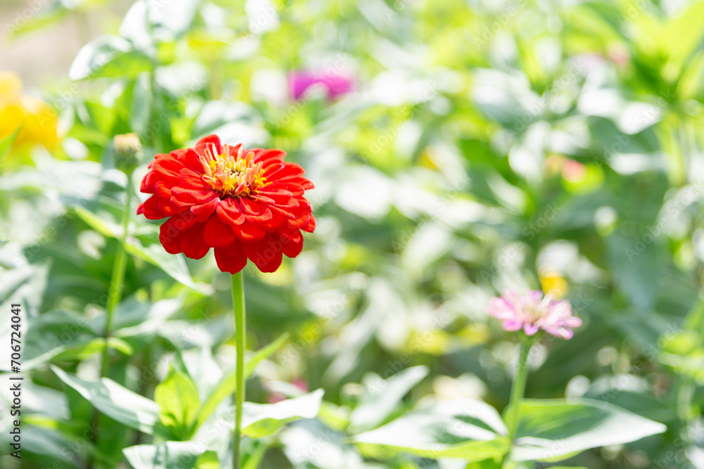 Obraz premium Red zinnia in flower garden