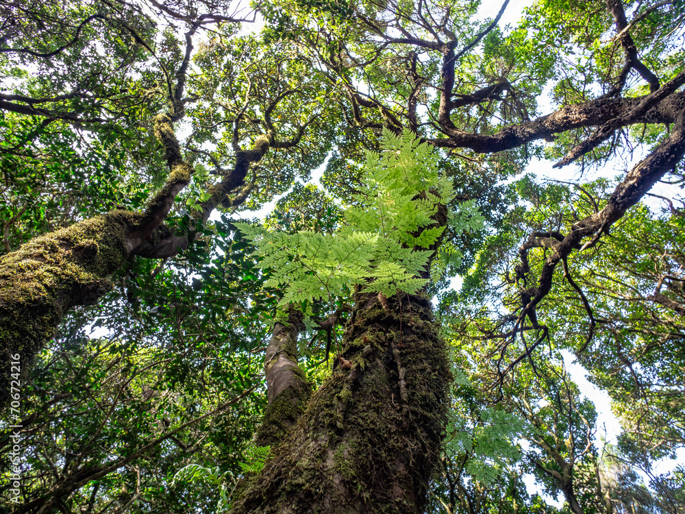 Fototapeta premium Laurel forest in Anaga Rural Park on Tenerife