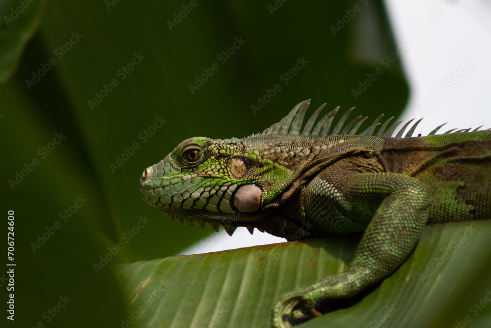 Fototapeta premium Green iguana on a green leaf in the rainforest of Costa Rica