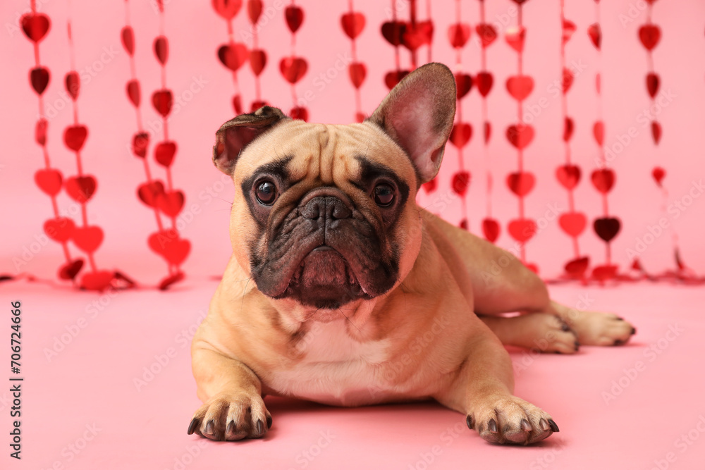 Cute French bulldog with hearts curtain on pink background. Valentine's Day celebration