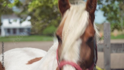 Brown and withe horse neighing / no sound