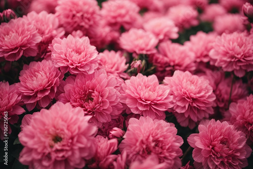 pink chrysanthemum flowers