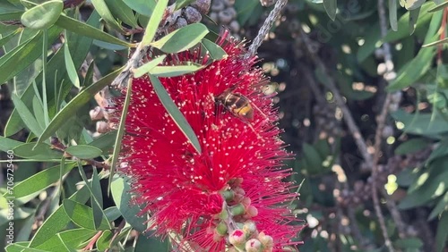 Callistemon Flower also called Bottlebrush
