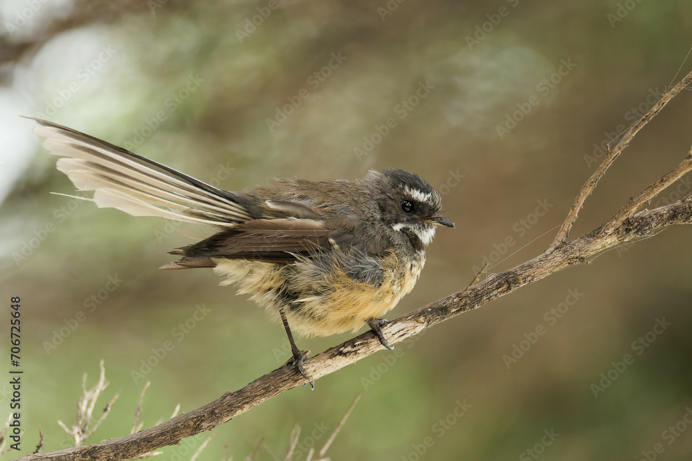 Fototapeta premium Close-up shot of a Fantail perched on a tree branch