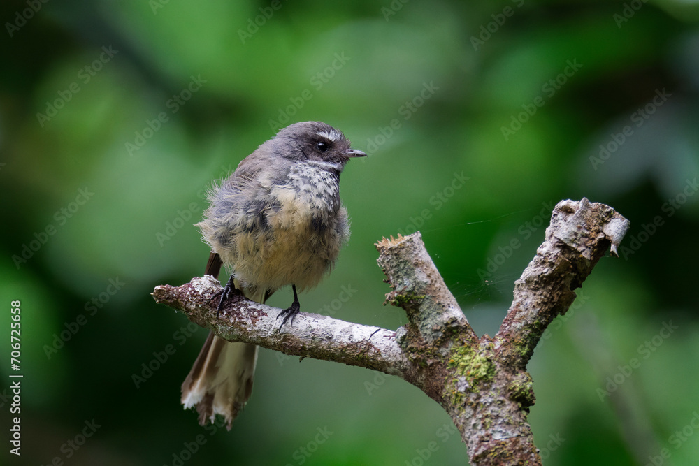 Fototapeta premium Close-up shot of a Fantail perched on a tree branch