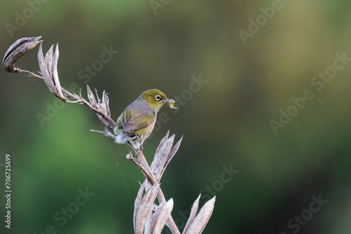 A Silvereye perched on a branch with food in its beak photo