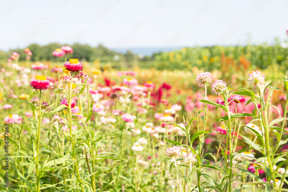 Fototapeta premium Garden meadow flowers during summer