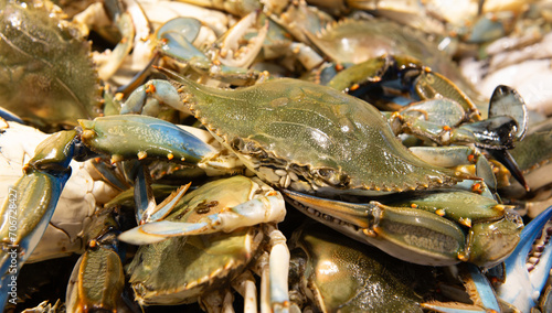 blue crab close up venice fish market