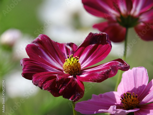 Fleurs dans le Jardin exotique et botanique de Roscoff