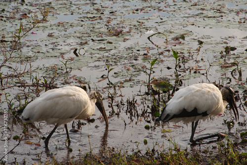 Two Wood Storks in Florida standing in water lookingto the right. Green weeds with blue water and reflections in calm water. Long beak in sunlight.

 photo