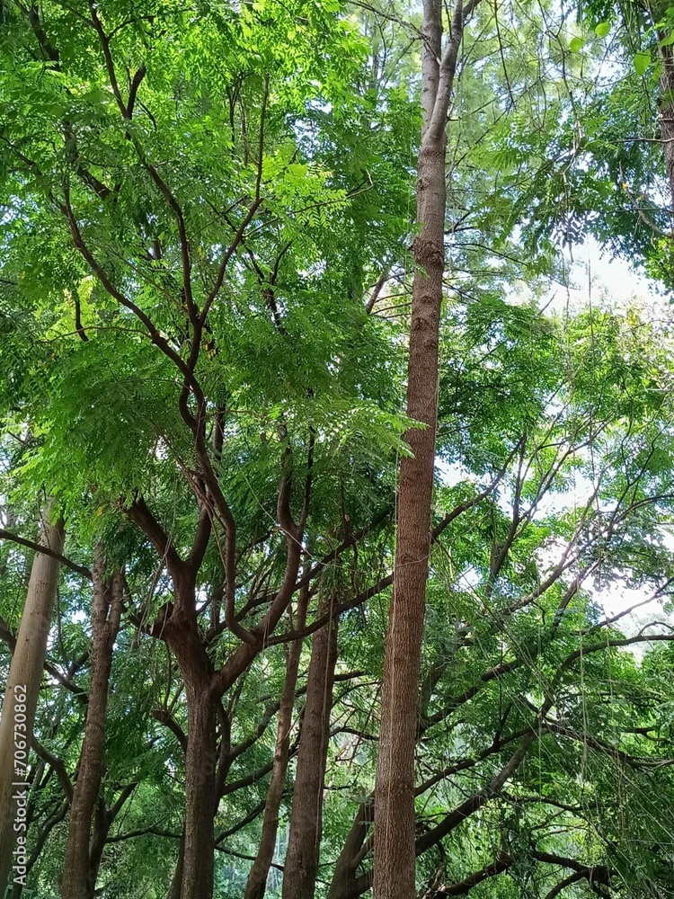 Fototapeta premium tree