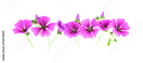 Purple mallow flowers isolated on white background. Copy space. Mallow sylvestris. © Wakhron