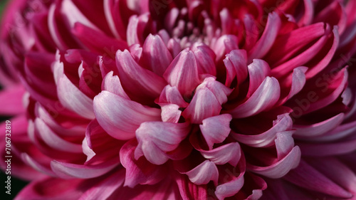 Beautiful pink chrysanthemum flower. Dahlia petals. Chrysanthemum purple flower background. Dahlia flower head. Beautiful pink dahlia petals . Postcard. Floral card. Valentine s day. Greeting card  