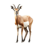 impala isolated on white background